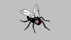 Fly